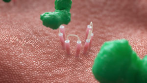 Snapshot of 3D Animated Bodily Function