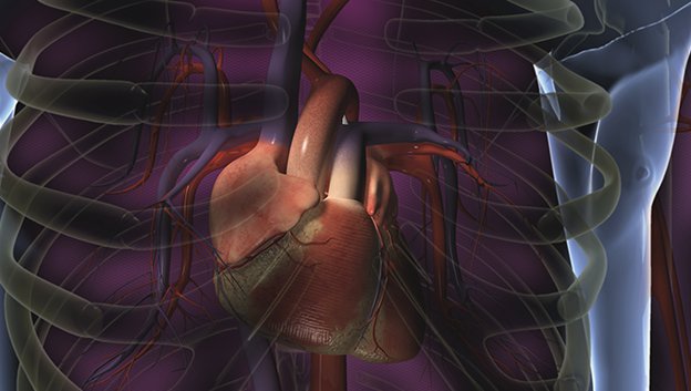 3D illustration of heart inside a rib cage inside the human body