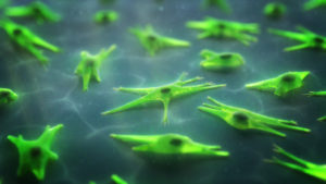 Stem Cell Mechanism Of Action MoA Example, green cells on petri dish