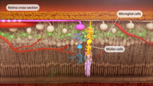 Medical Animation And Illustration of a retina cross section showing microglial and müller cells