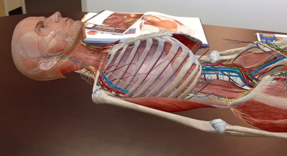 AR Skeleton and Organs lying on a Table
