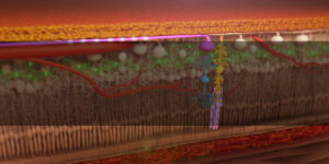 3D Animated still of a bodily function