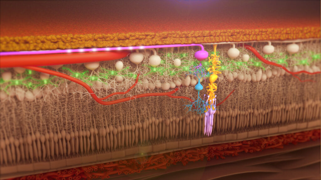 3D Animated Still of an Internal bodily function