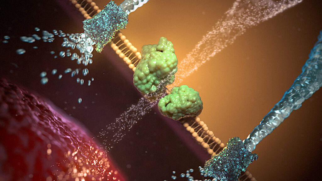 A highly detailed 3D medical visualisation showing molecules interacting near a cell membrane. Two green protein structures sit against a lipid bilayer while streams of liquid particles and textured molecular forms appear to pass between them, suggesting cellular signalling or biochemical activity for Medical Video Animation Services